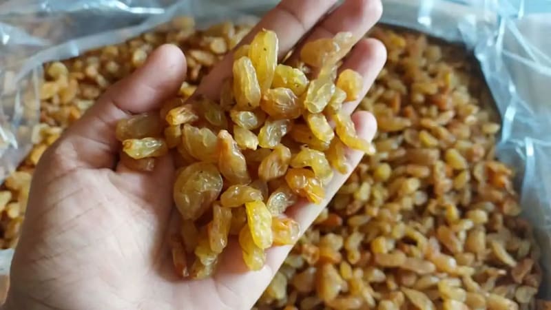 کشمش طلایی کاشمر با دانه های درشت یکدست